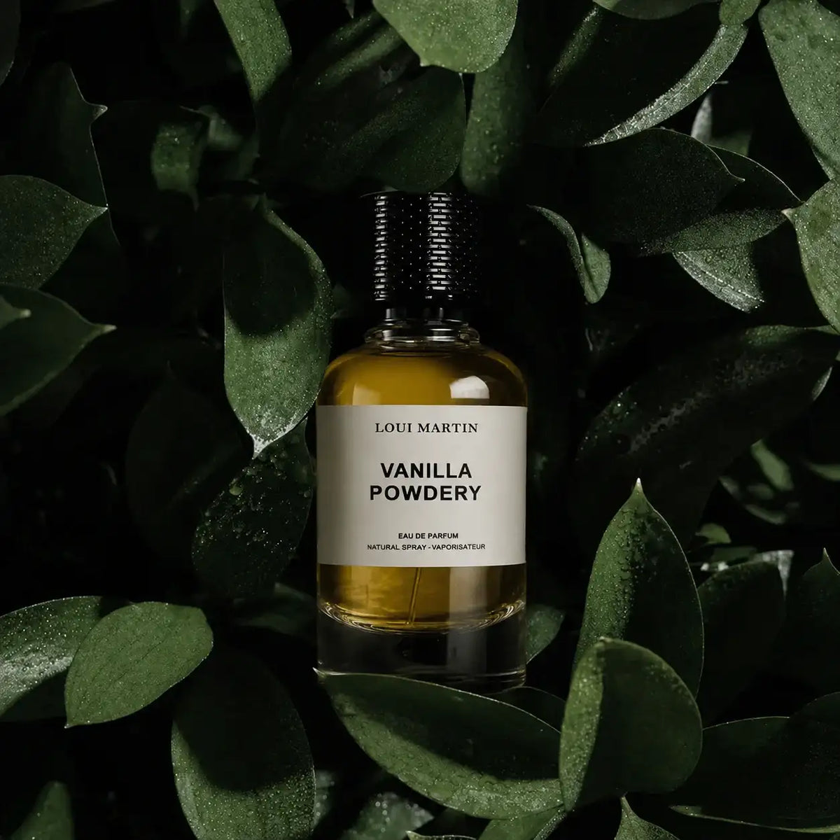 Flacon de parfum Loui Martin Vanilla Powdery mis en scène au centre d’un feuillage vert foncé, dans une ambiance élégante et naturelle.
